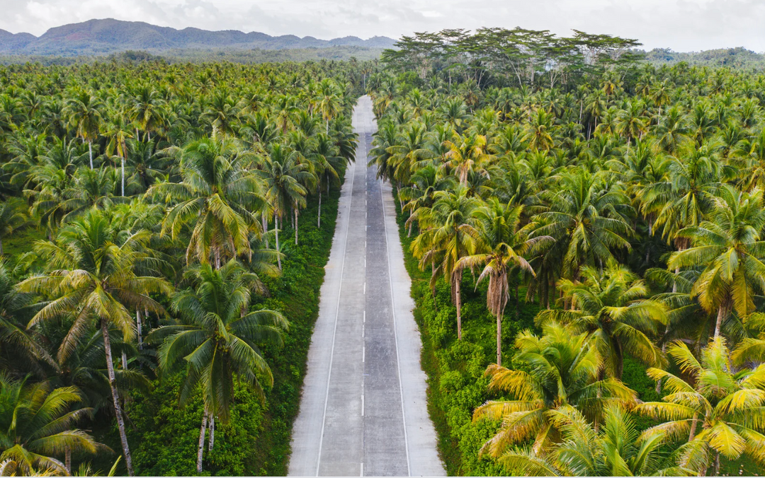 The Journey of the Coconut