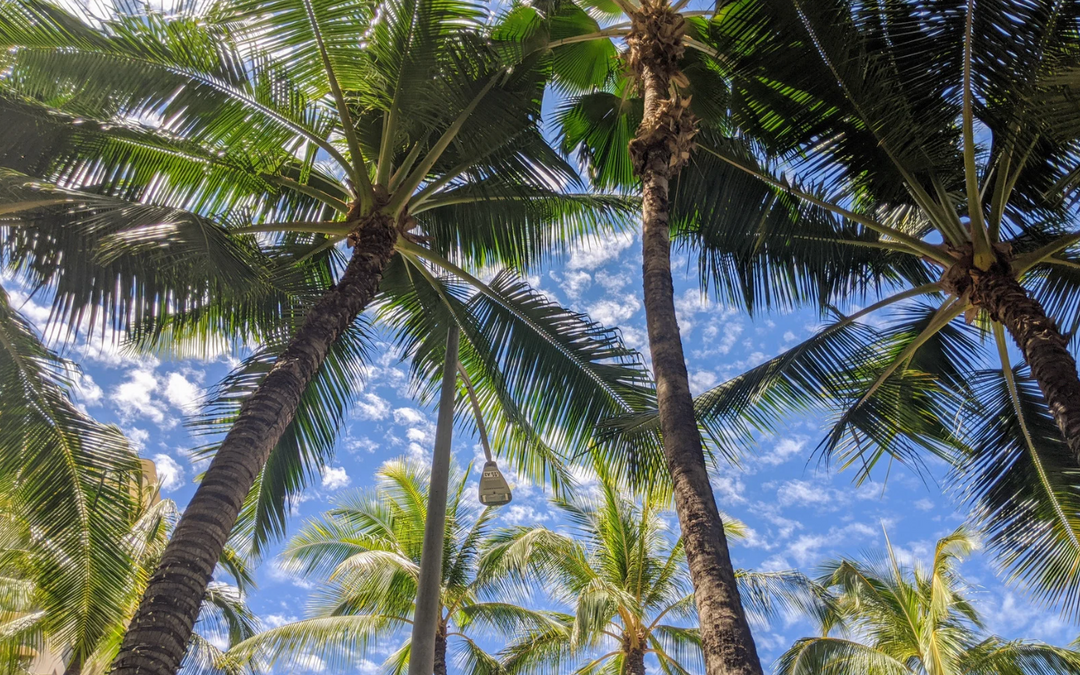 The Sustainability of Drinking Coconut Water